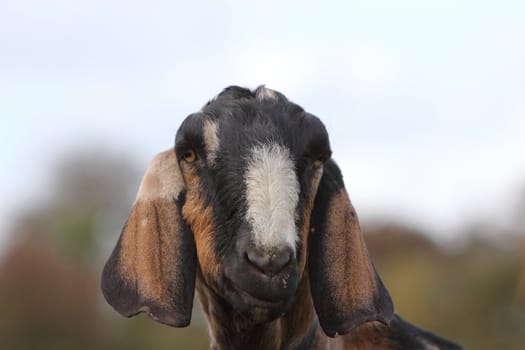 Anglo Nubian goat