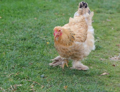 rooster or cockerel