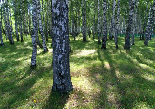 Summer birch grove