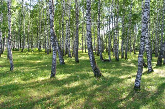 Summer birch grove