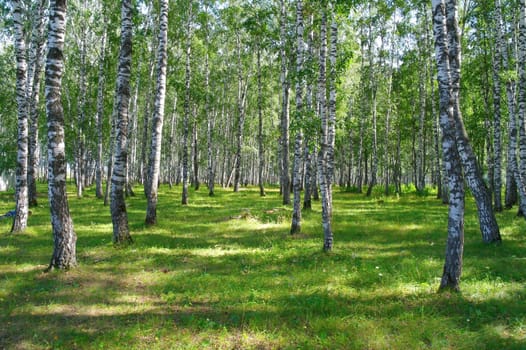 In summer birch grove