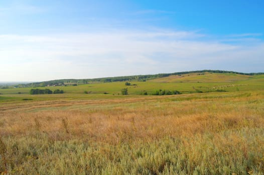 Beautiful summer landscape with forest and herd of cows