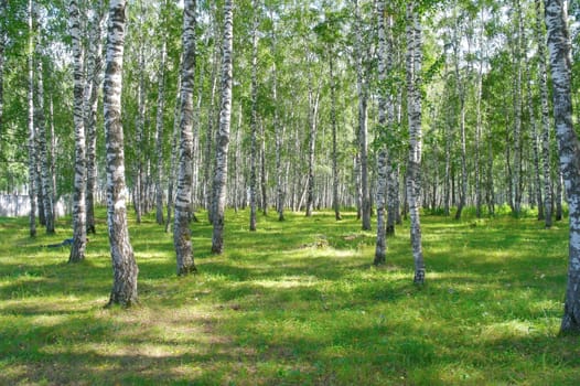 Beautiful summer birch grove