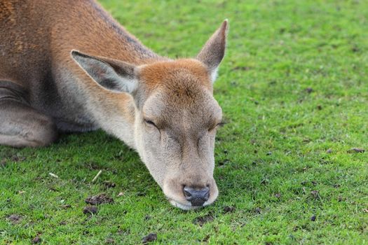 Red deer doe sleeping