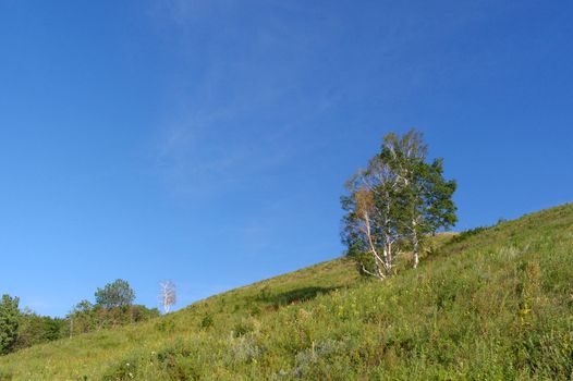 Birch on the hill