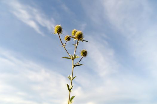 Thorny grass on blue sky with clouds. Shallow DOF.