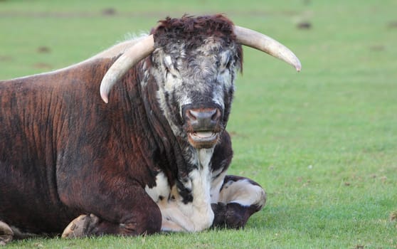 Longhorn bull