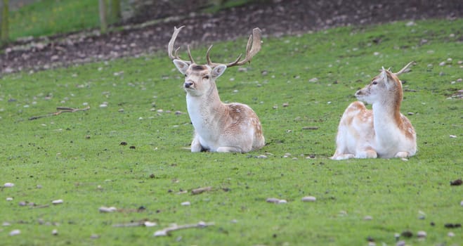 Fallow deer stag and doe