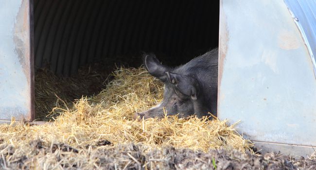 pig asleep in a sty