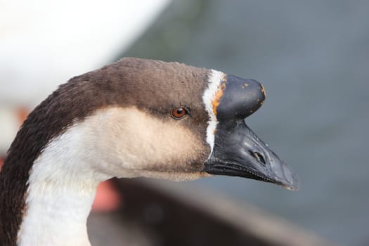 African Goose