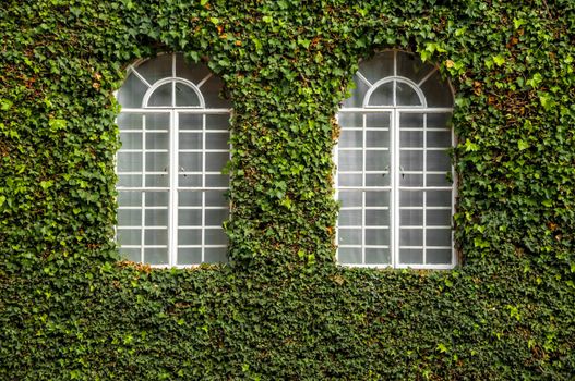 Two white windows on an ivy covered wall.