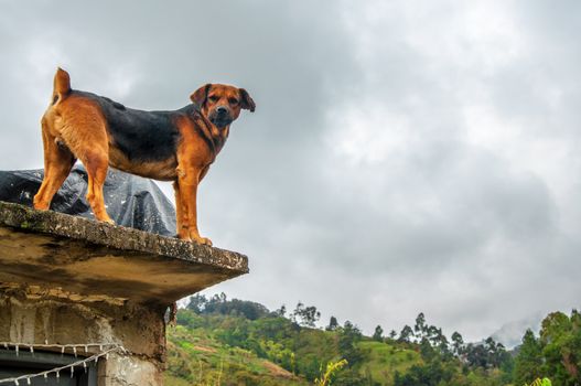 An angry looking dog staring at the camera.