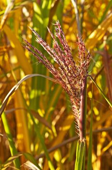 switch grass with flower