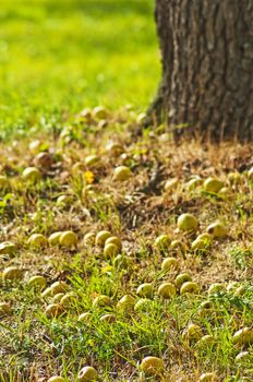 fallen apples