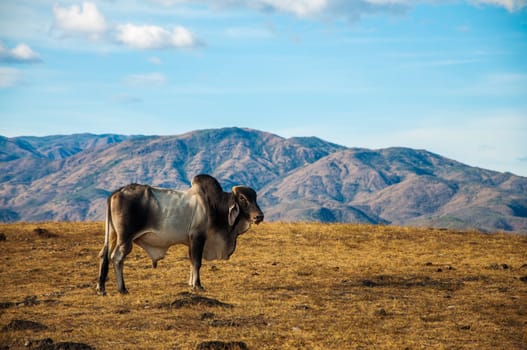 A cow in the desert with hills behind it.