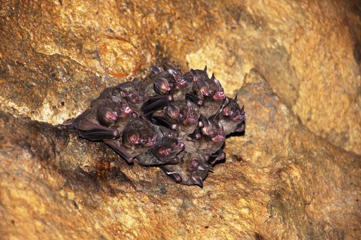 Bats huddled together deep within a cave.