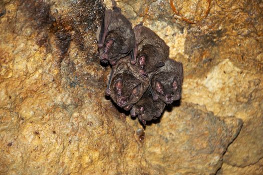 Five bats huddled together inside a cave.