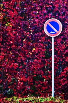 traffic sign with autumnal colored leaves