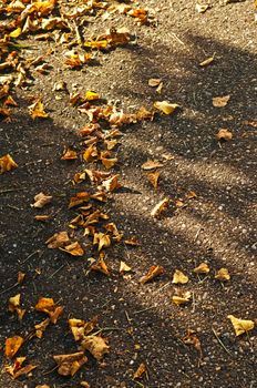 leaves in autumn