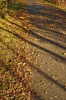 leaves in autumn