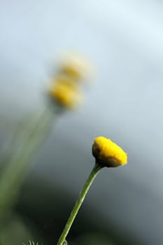 small flower of chamomile with green blurred background
