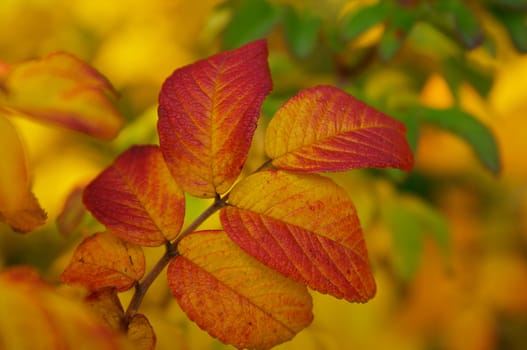 Red Leaves of Aronia Melanocarpa close up on autumn leaves background