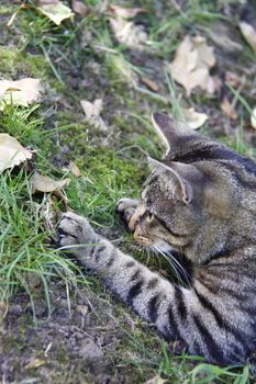 cat playing in the garden with a young toad