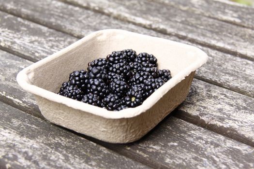 blackberries freshly picked and in a cardboard dish