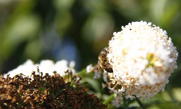 bee feeding off the flowers of the buddleja bush