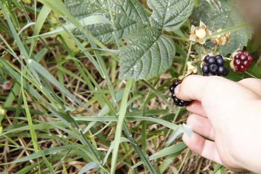 hand picking frsh blackberries from a wild blackberry bush