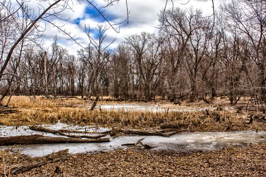 Winter at the Marsh in the Minnesota Wetlands.