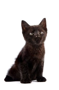 Black kitten on a white background