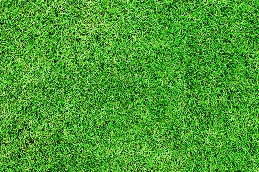 Green grass background