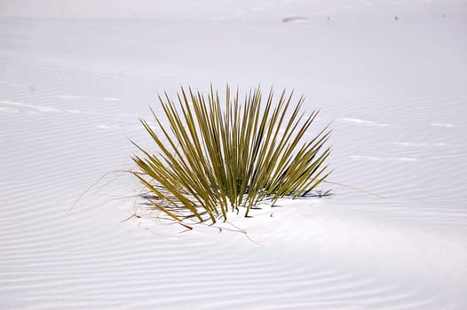 White Sands New Mexico