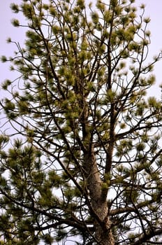 Tree and sky