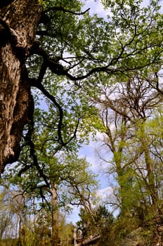 Tree and sky