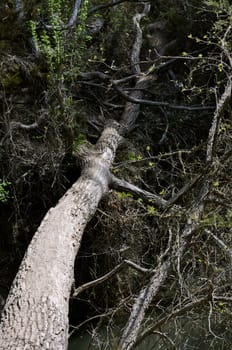 Tree Trunk Bridge