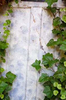 Ivy wraps around and covers a door to create a unique and interesting background image with green leaves and a grey door.