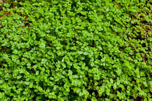 An abstract image of a patch of green clover plant is photographed in a way that shows the texture of this possible background plantlife image.