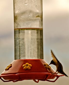 Hummingbird Closeup