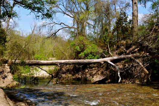 Tree Trunk Bridge