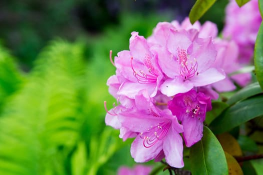 Pink Rhododendron close-up, selective focus