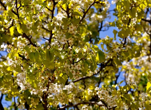 Flowers Plants