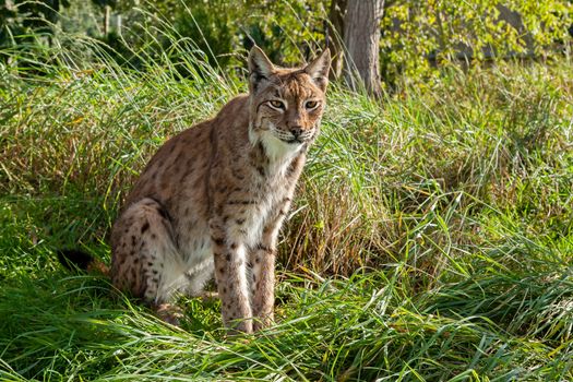 Eurasian Lynx Sitting in Long Grass in Afternoon Sunshine