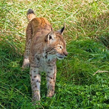 Eurasian Lynx Standing in the Grass Hunting for Prey