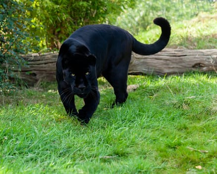 Angry Black Jaguar Stalking Forward Panthera Onca