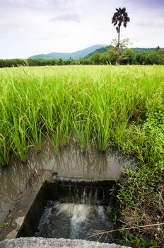 Draining water  in rice field irrigation, Thailand.