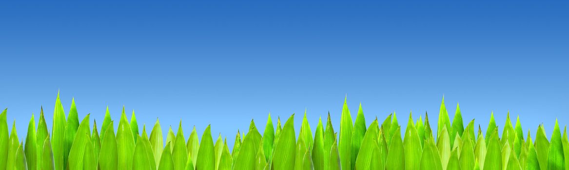 Grass on blue sky background