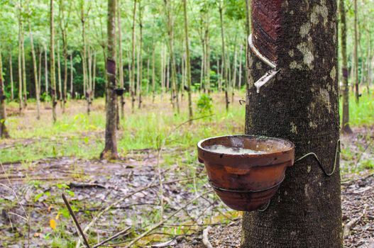 Tapping latex from a rubber tree