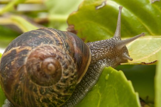 snail taking a slow walk on green leaf